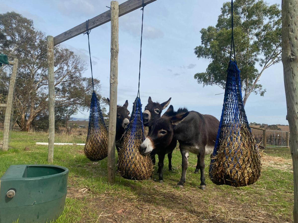 Three Donkeys