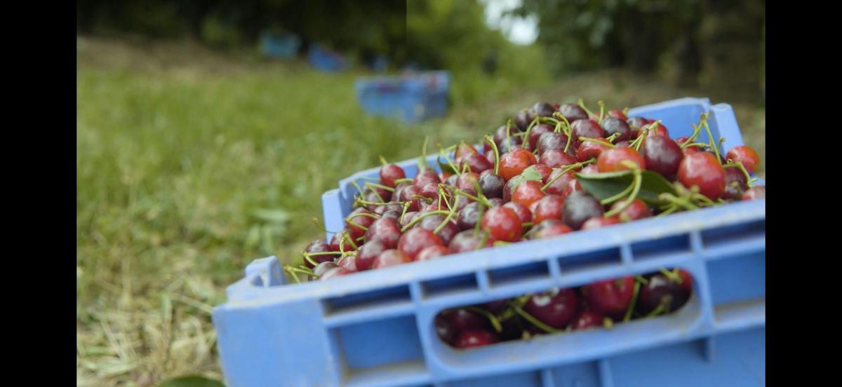 Bins of cherries ready to go to our packing shed