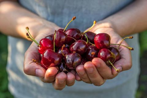 Torrens Valley Orchards