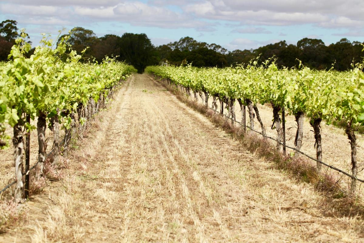 Old vine vineyards at Ubertas Wines