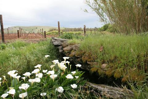 Troll Creek Wines