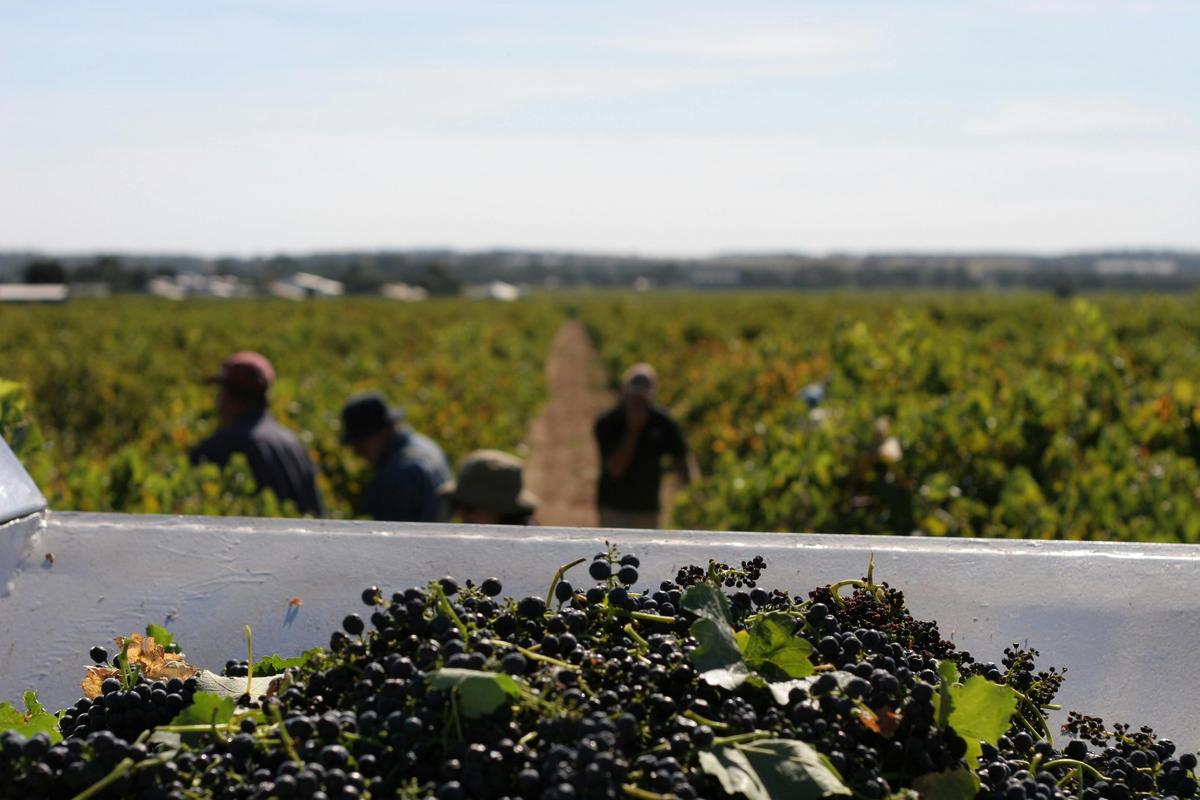 Grape Harvest Barossa Valley