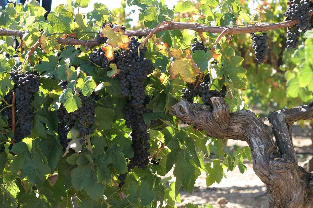 Ancient Barossa Vines