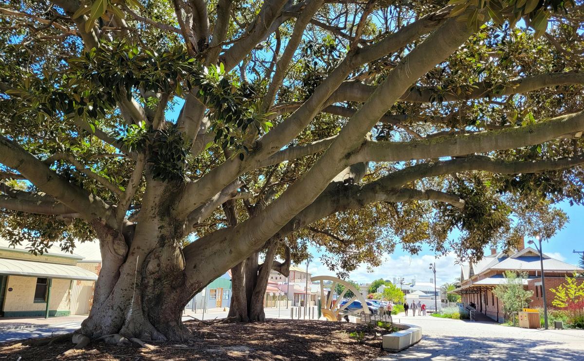 Discover Victor Harbor Walking Tour