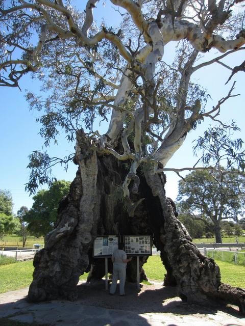 The Herbig Family Tree