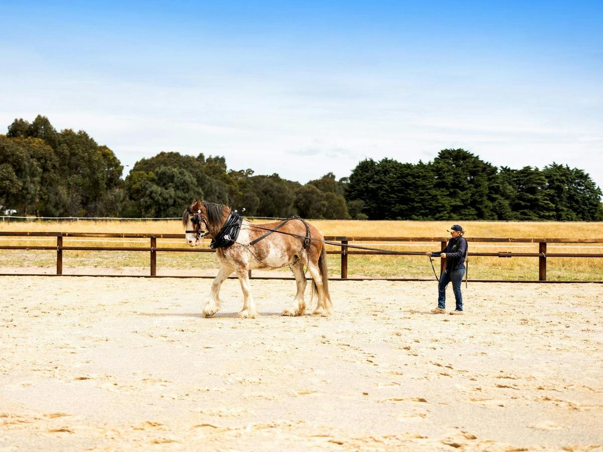 Clydesdale in Training Yard