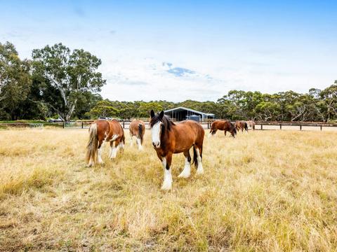 The Stables of the Victor Harbor Horse Tram