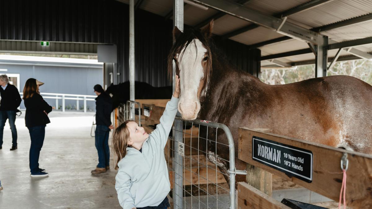 Clydesdale being pet during the BTS Experience