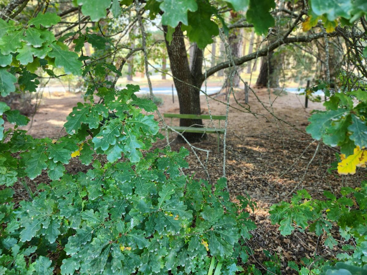 Private garden.