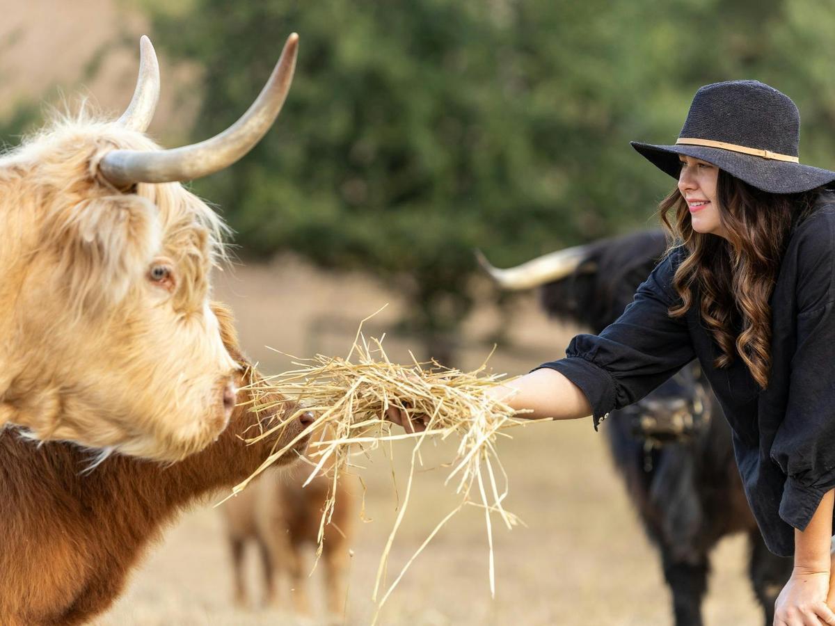 Connect with nature as you brush, feed, and walk our beautiful, gentle Highland cows.