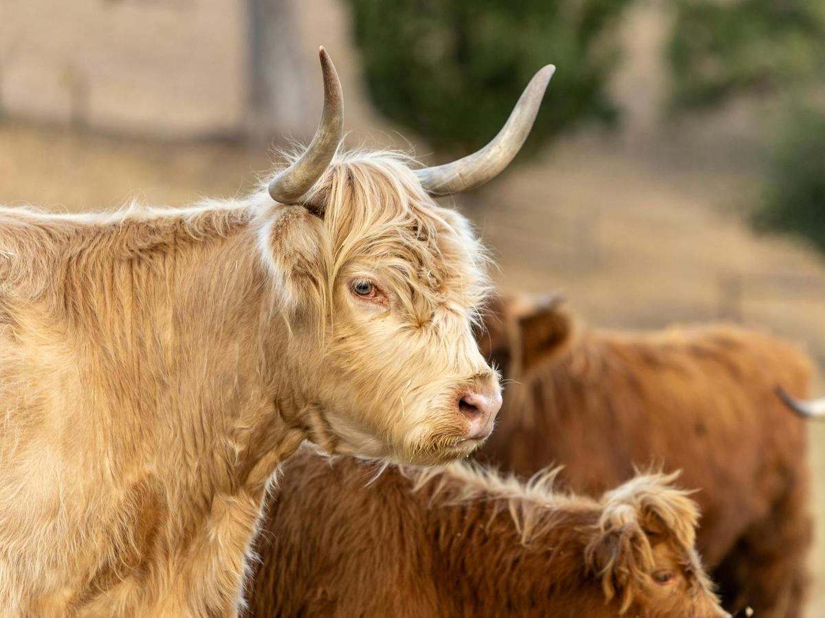Connect with nature as you brush, feed, and walk our beautiful, gentle Highland cows.