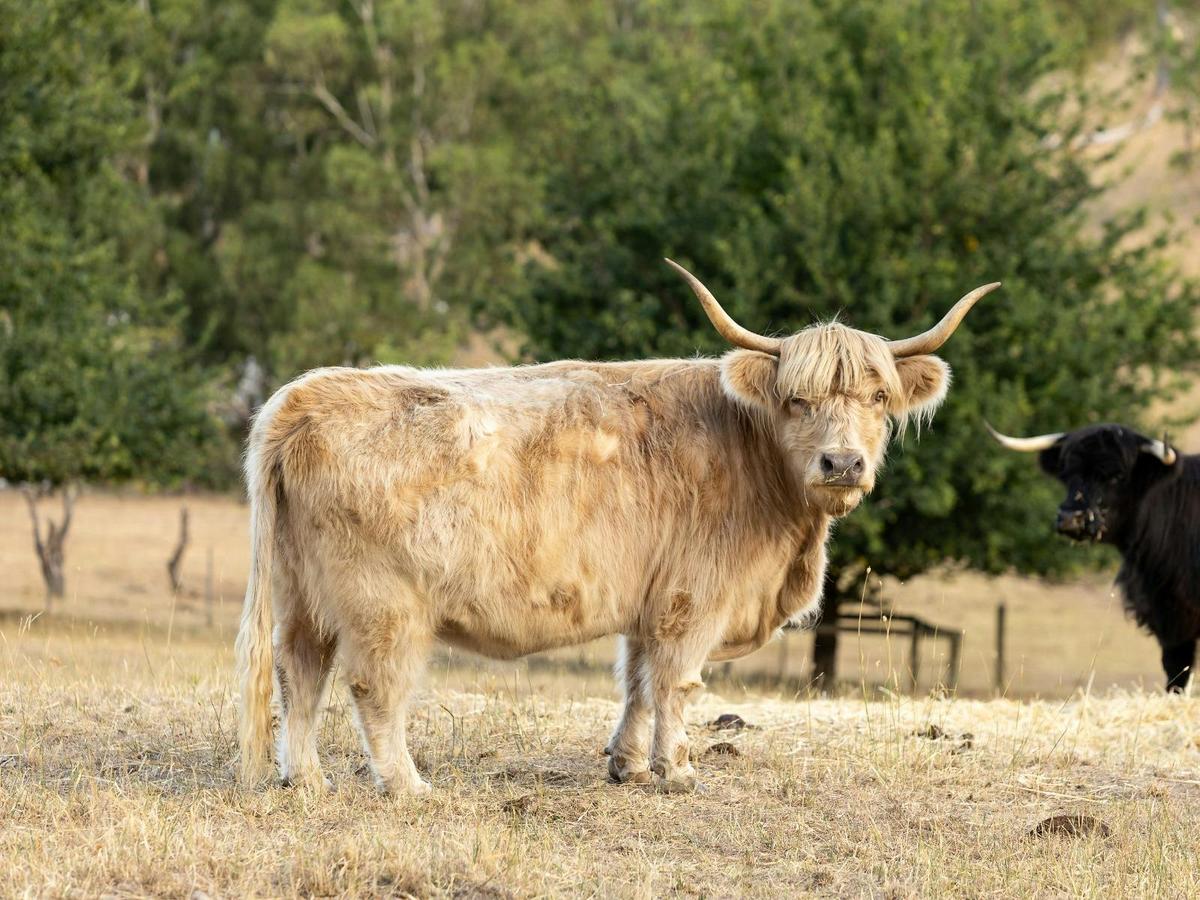 Connect with nature as you brush, feed, and walk our beautiful, gentle Highland cows.