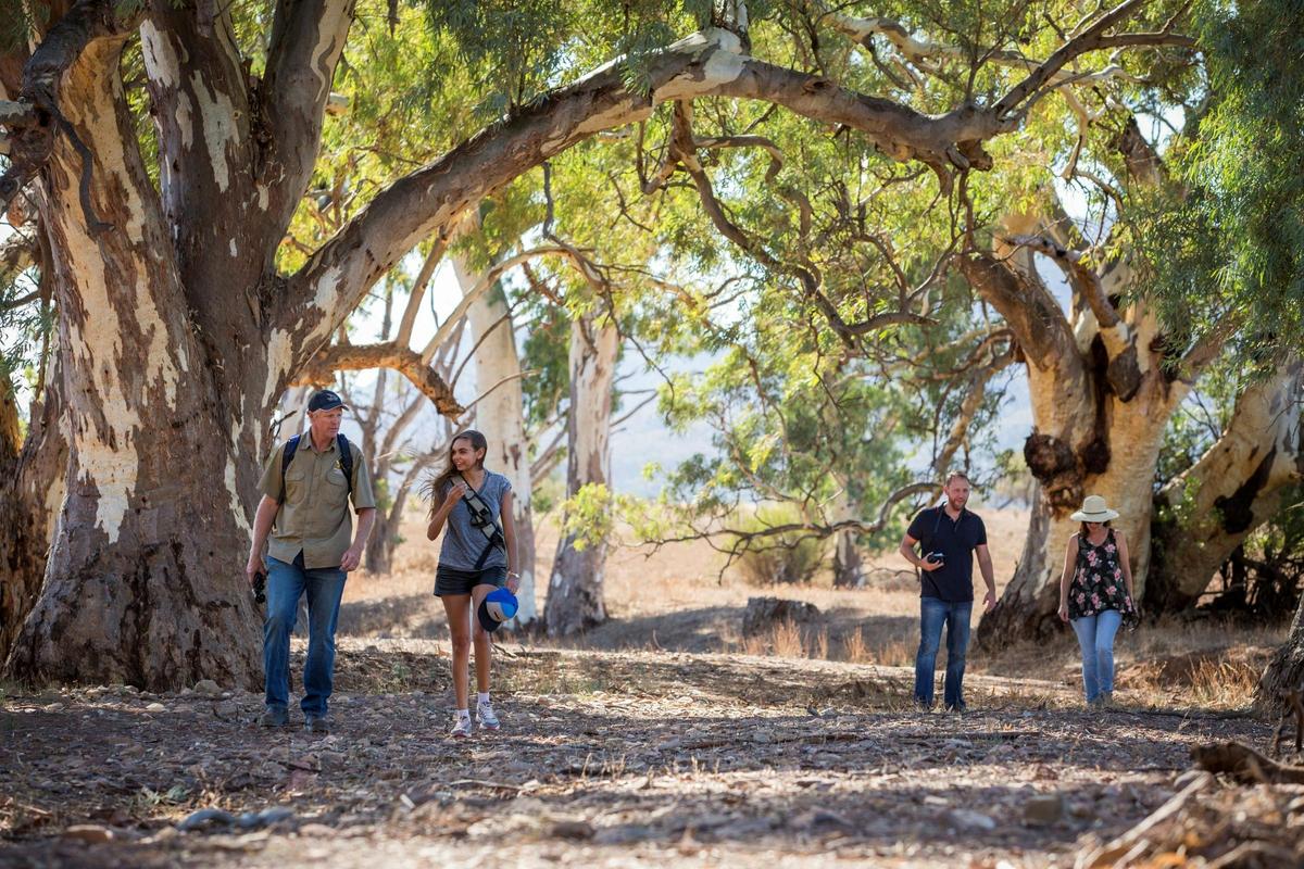 Three people on a guided walking trail with Rawnsley Park Station guides
