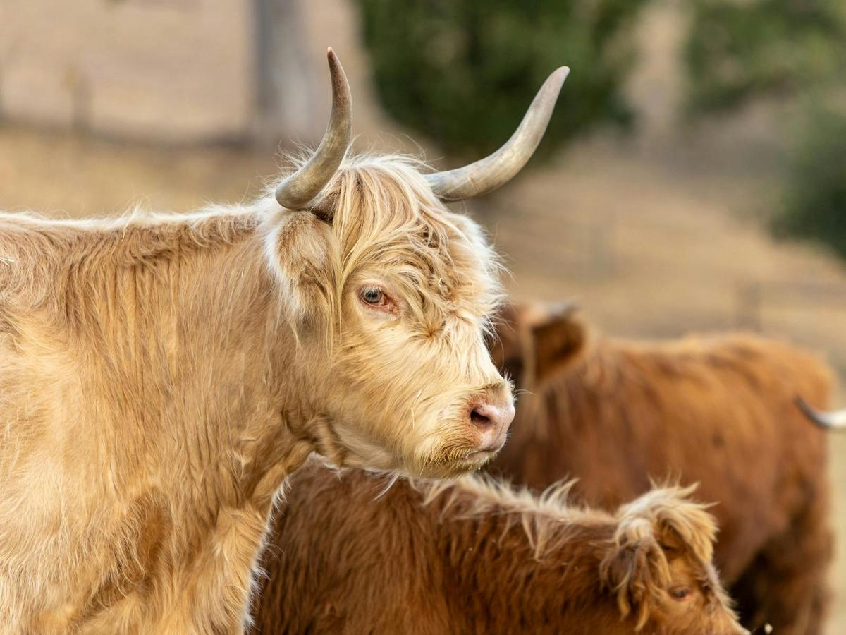 Cuddle a Cow - Highland Cow Experience