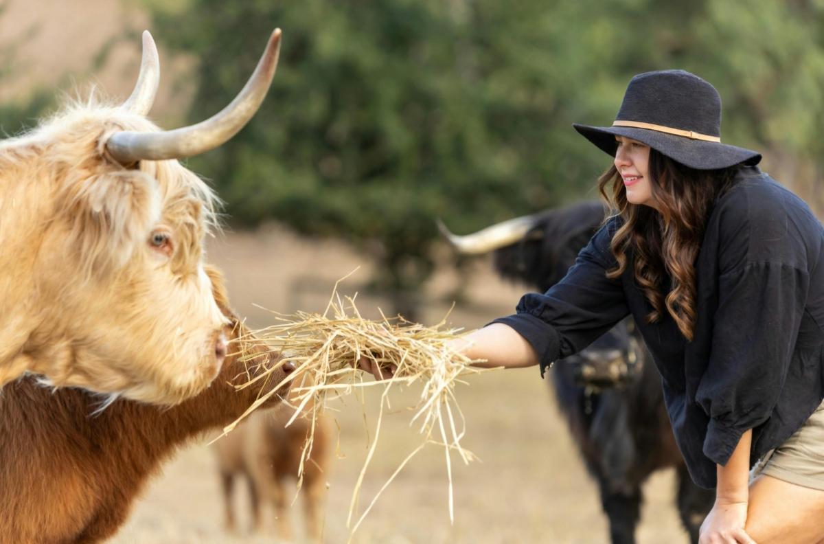 Hand feeding Highland Cattle in paddock on Fleurieu & Adelaide Hills - South Australia
