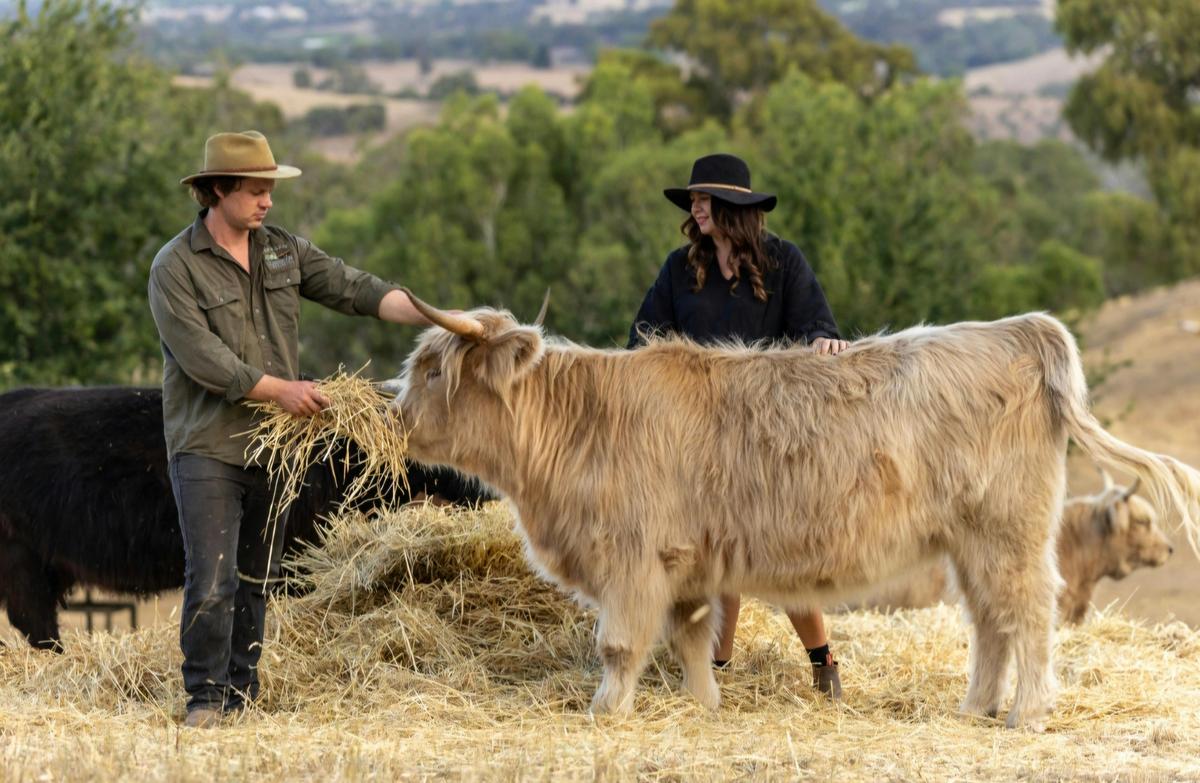 Hand feeding Highland Cattle in paddock on Fleurieu & Adelaide Hills - South Australia