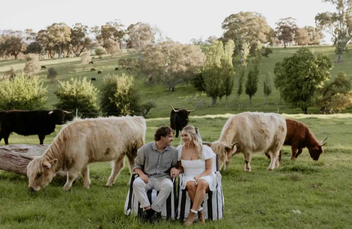 Hand feeding Highland Cattle in paddock on Fleurieu & Adelaide Hills - South Australia