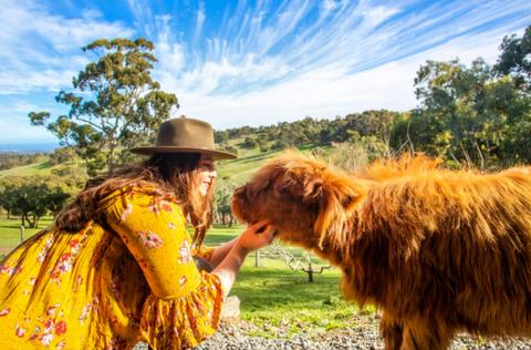 The Farm - Clarendon | Highland Cow Experiences
