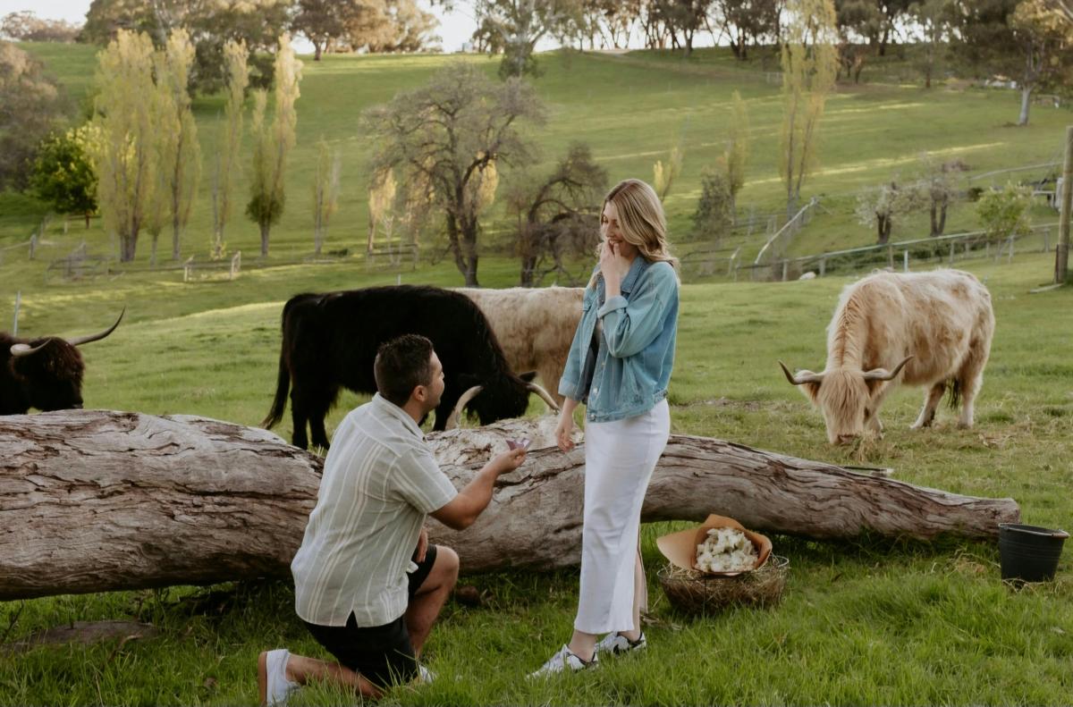 Proposal with Highland Cattle in paddock on Fleurieu & Adelaide Hills - South Australia