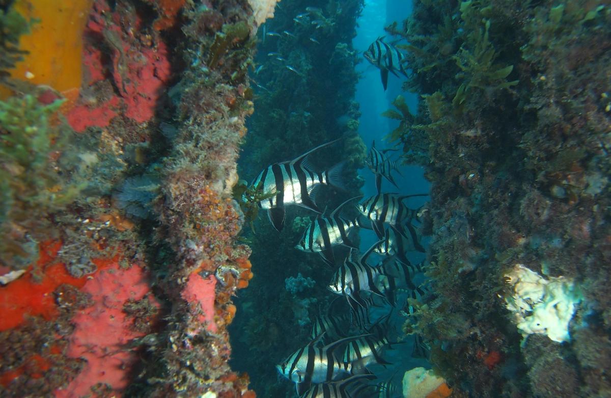 School of Old Wives at Rapid Bay Jetty