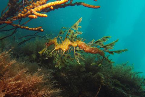 Underwater Sports Diving Centre