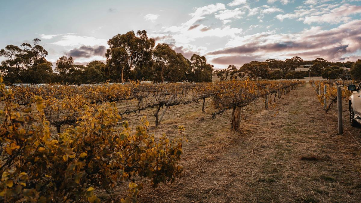 The Old Middleton Winery
