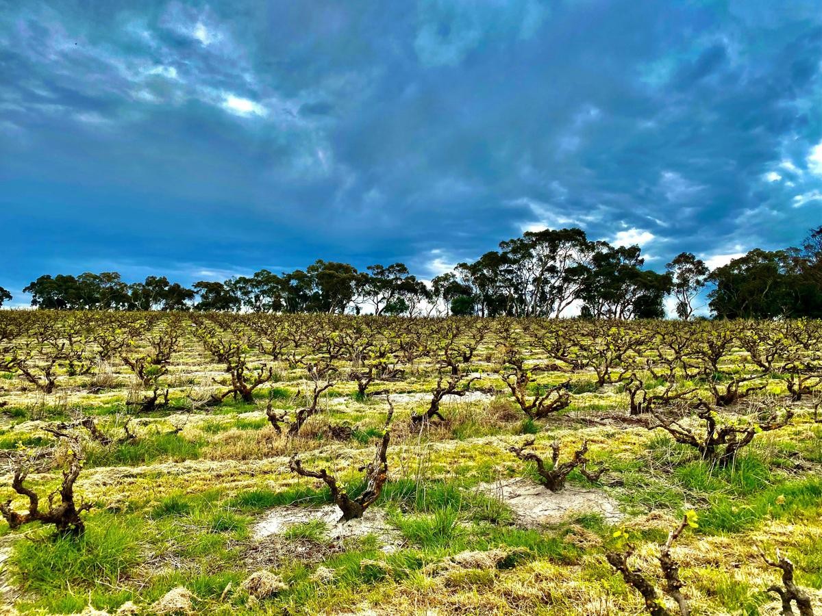 Rende Vineyard, Blewitt Springs