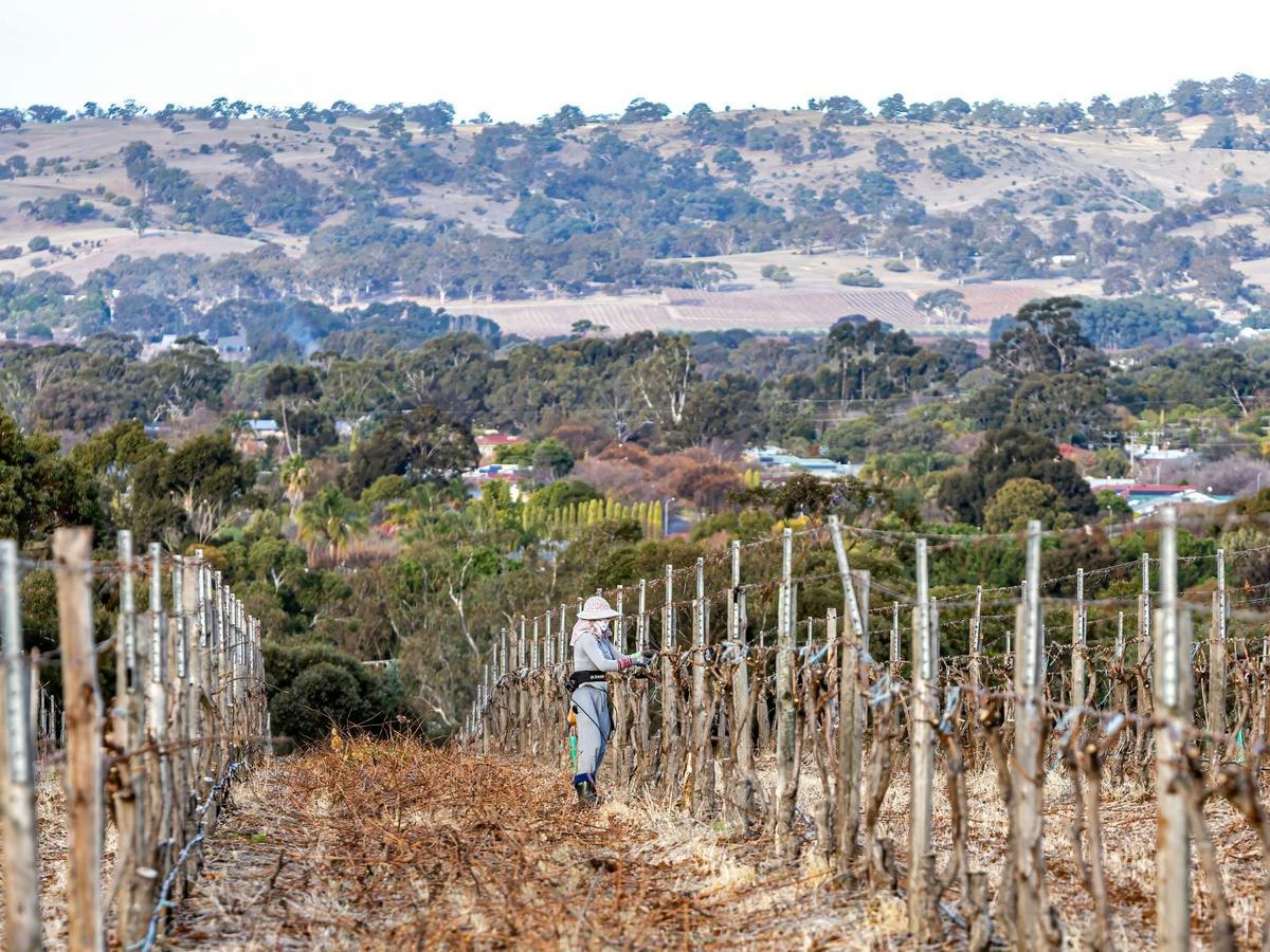 Two Sisters Wine Flagship Shiraz Vineyard being pruned