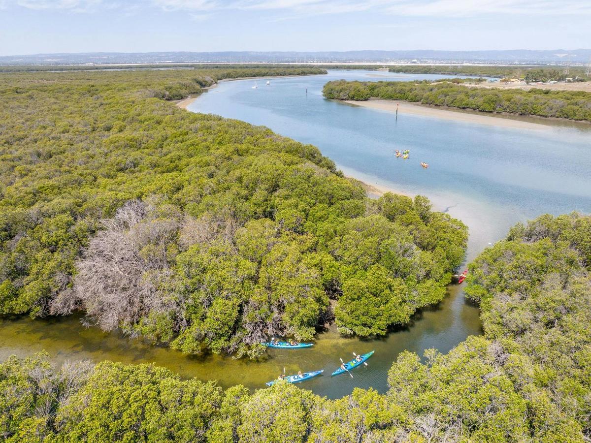 Mighty Yowies Dolphin and Ship Wreck Kayak Adventure - School Holiday