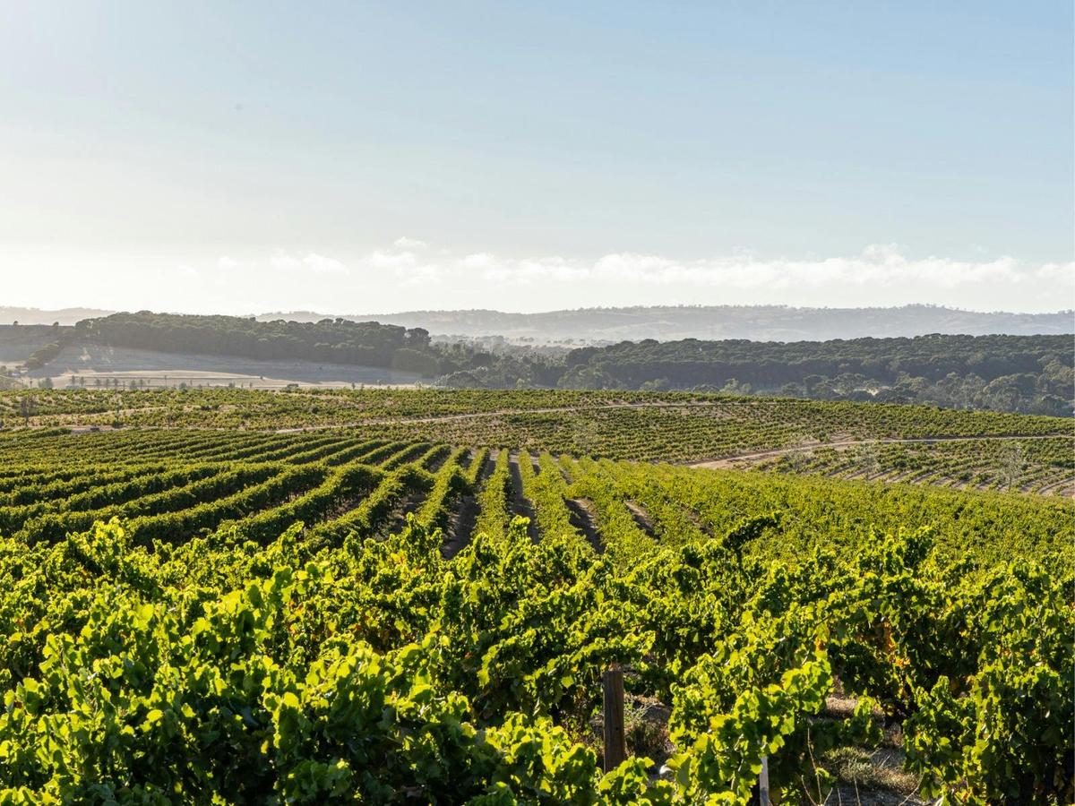 Vineyards of the Western Rangers