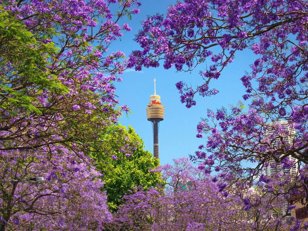 Sydney Tower