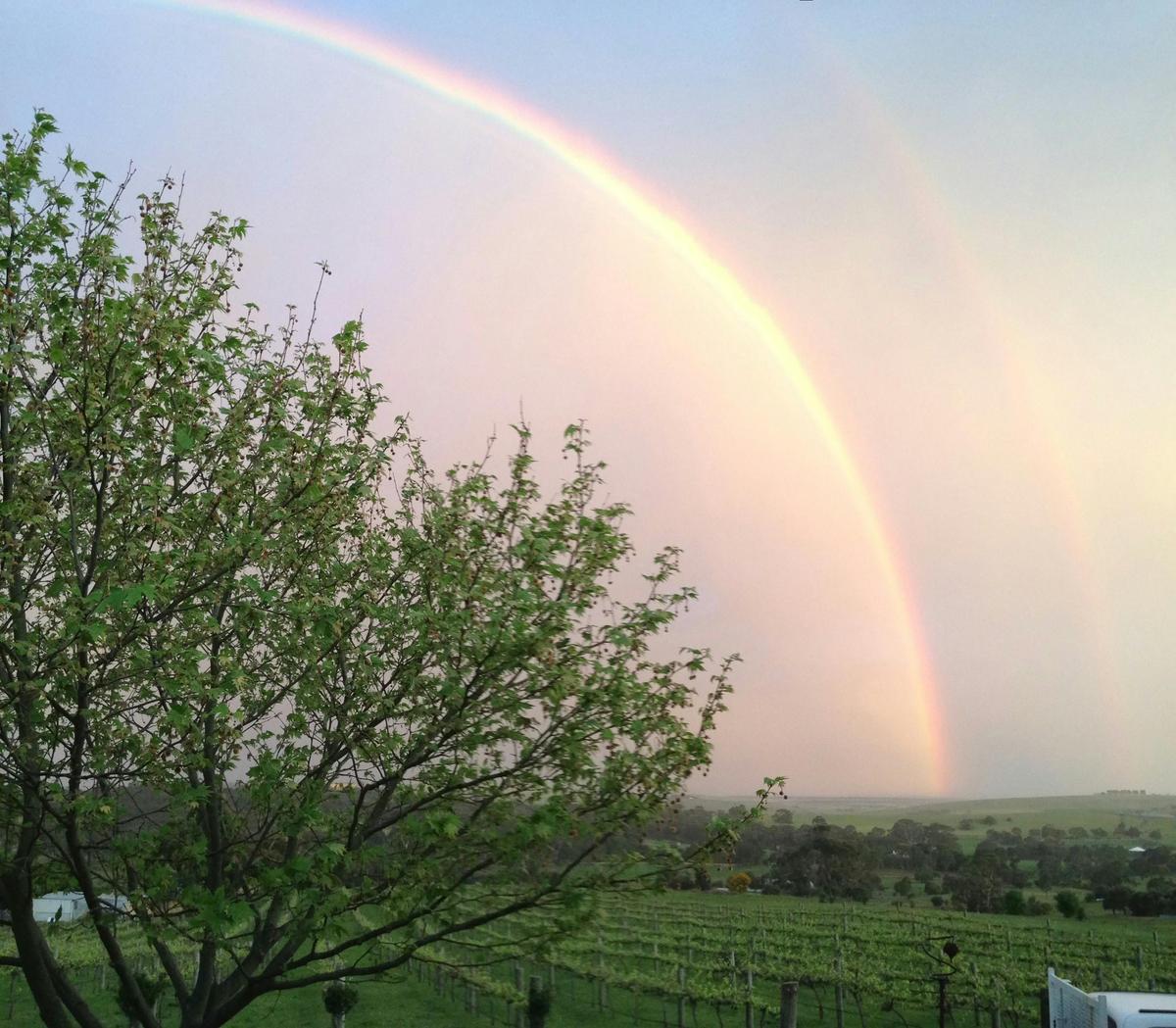 Rainbow over the trees