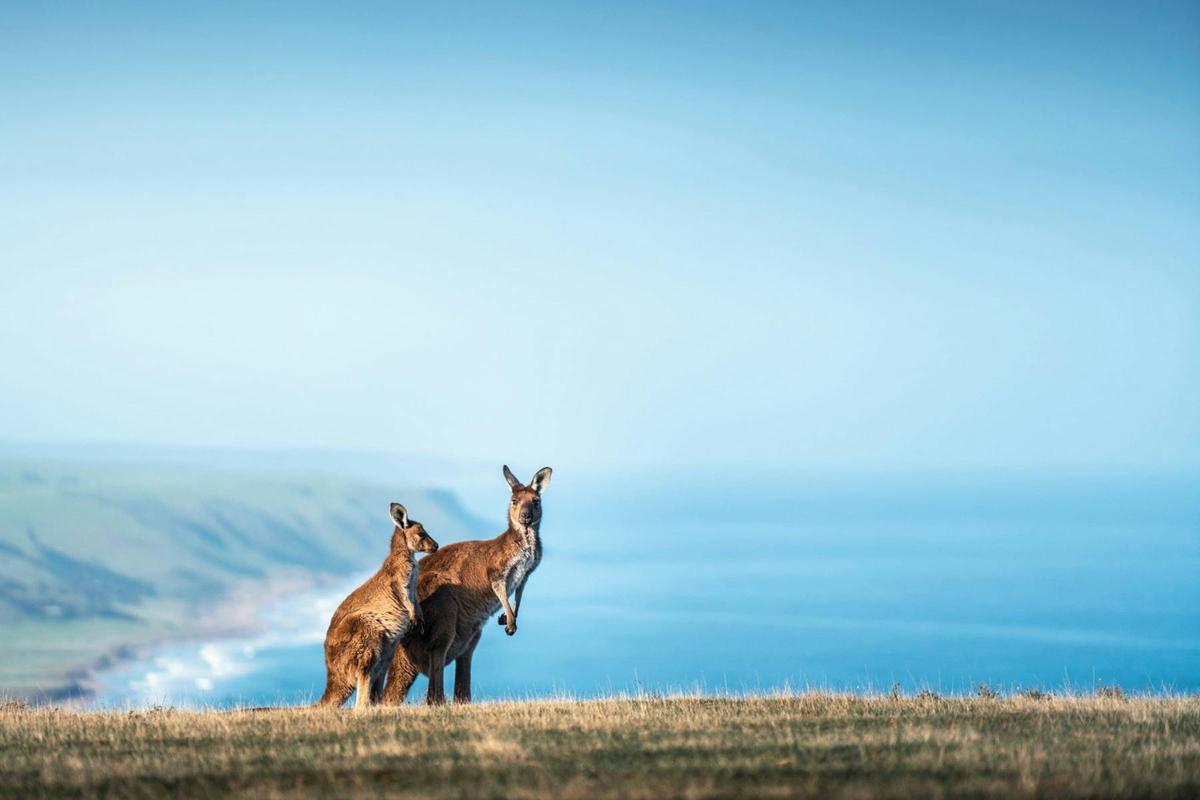 4-Day Yoga Retreat from Adelaide - Fleurieu Peninsula Retreat