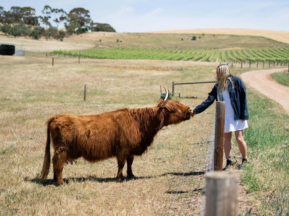 Two Hands Wines Vineyard Experiences