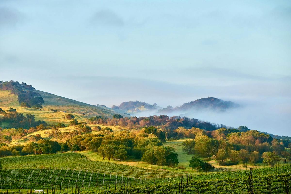 Eden Valley Walk, Picnic & Premium Henschke