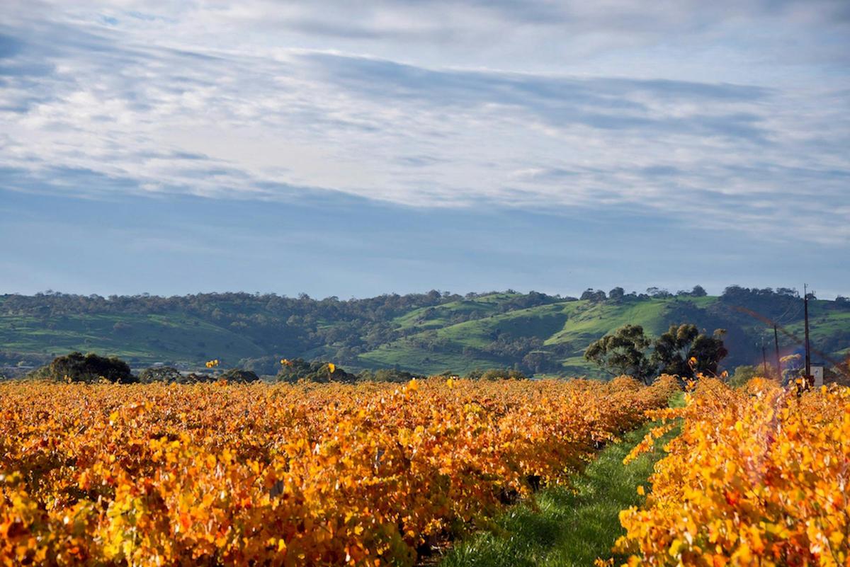 Barossa Bushland, Views & Boutique Wine tastings
