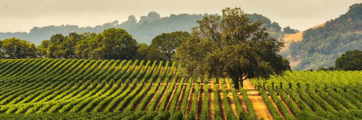 Barossa vineyards