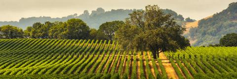 Barossa Valley - Greenock Food & Wine lovers walk