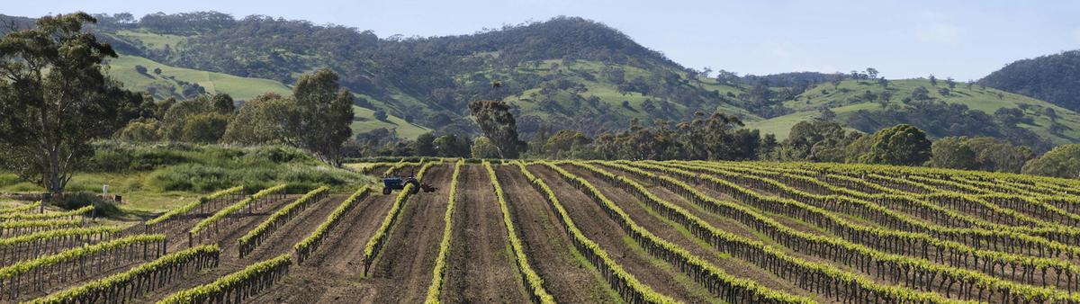 Eden Valley Walk, Wine & Cheese