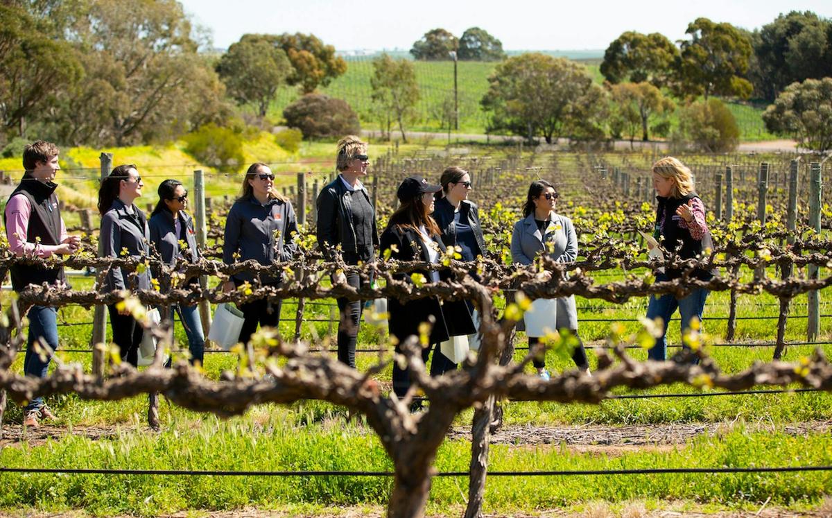 Barossa Valley - Steingarten Walk & Jacobs Creek Vineyard
