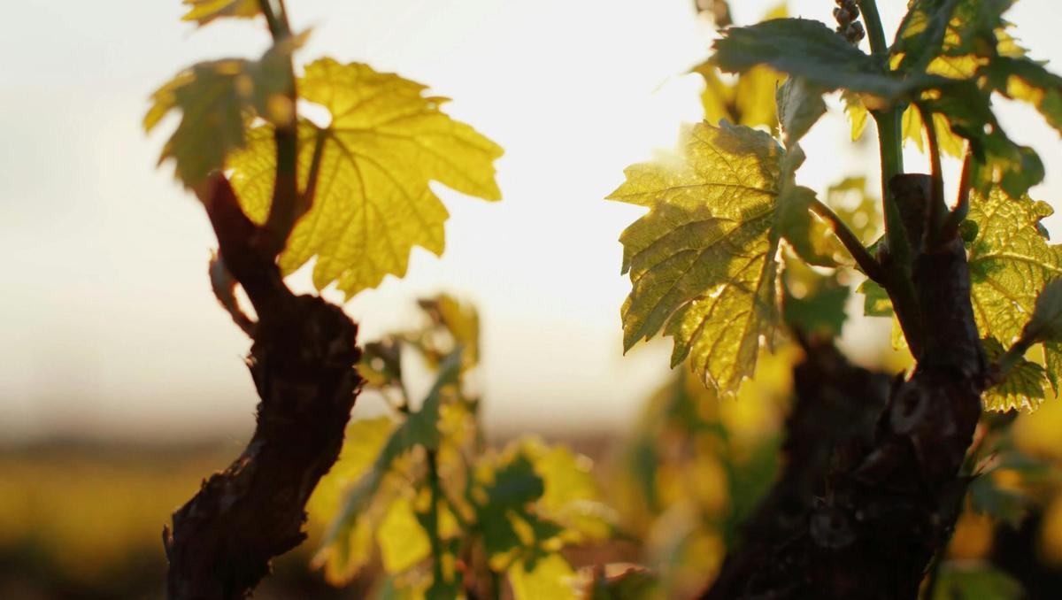 Spring in McLaren Vale