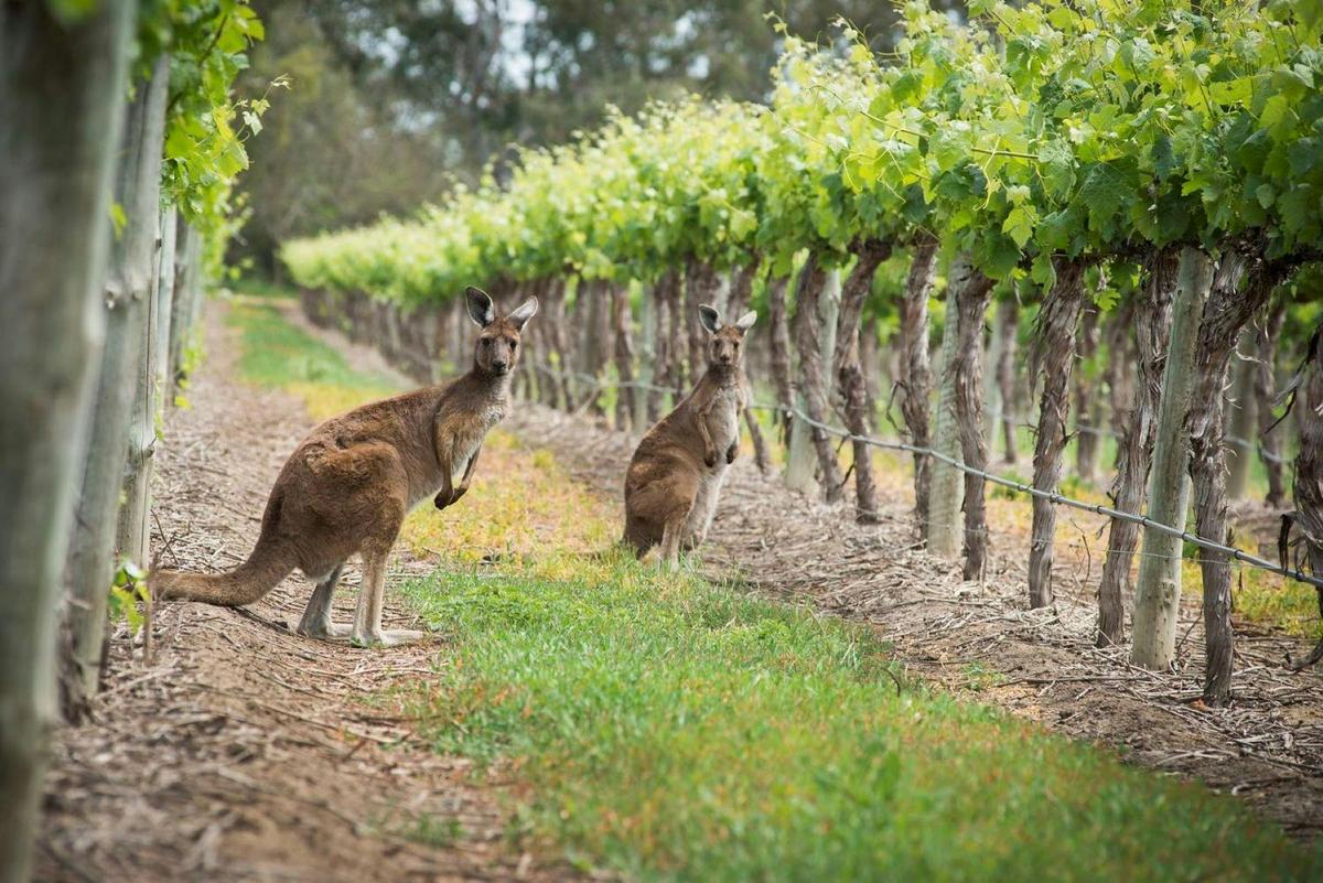 Langhorne Creek Private Wine Tour