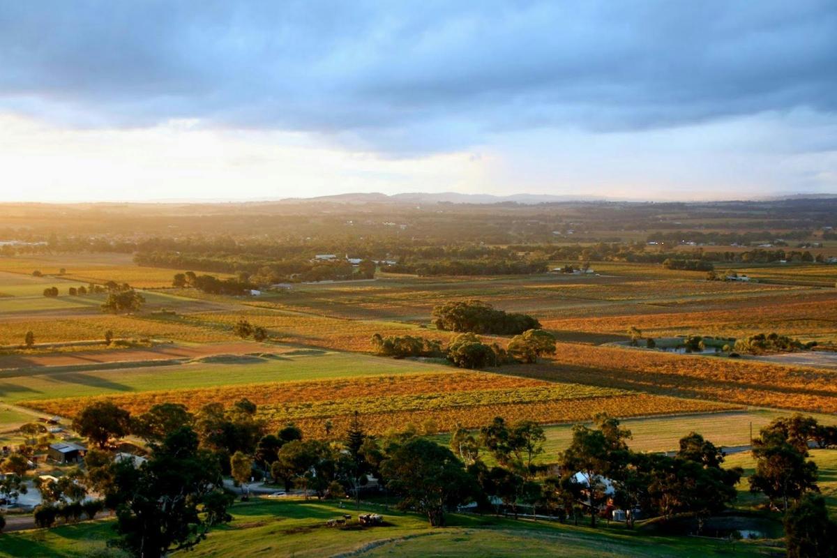 Barossa Valley Private Wine Tour