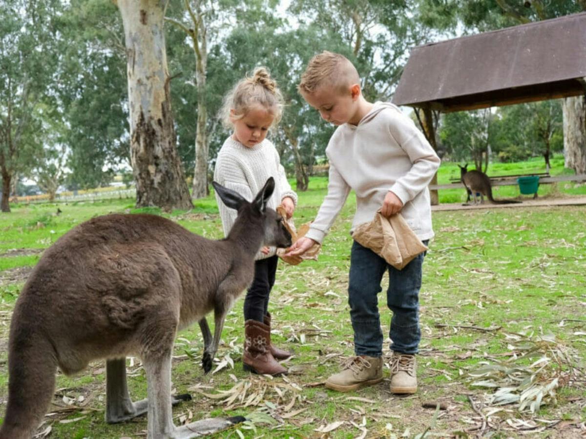 Feeding the Kangaroos in the Wildlife Sanctuary