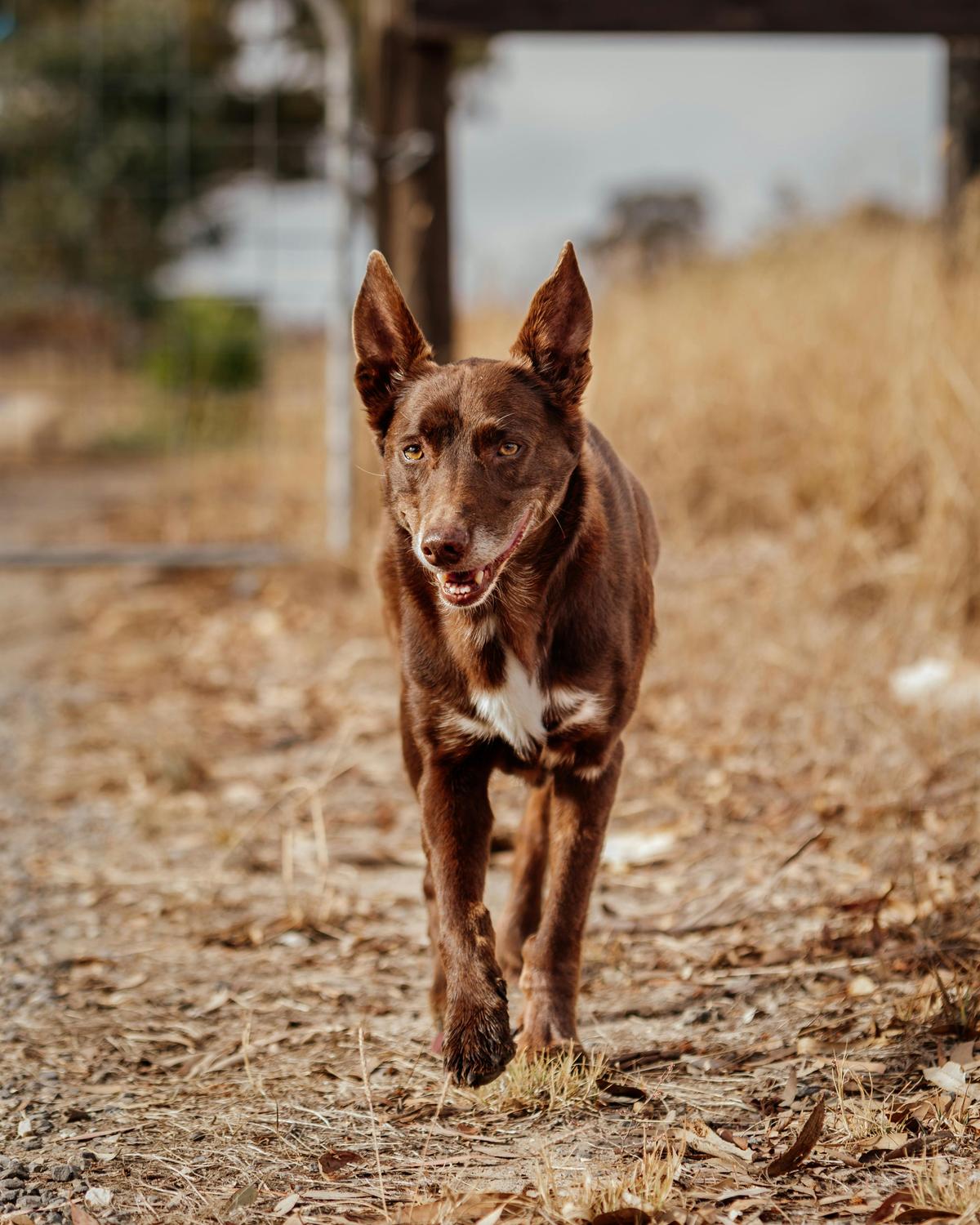 Kelpie time