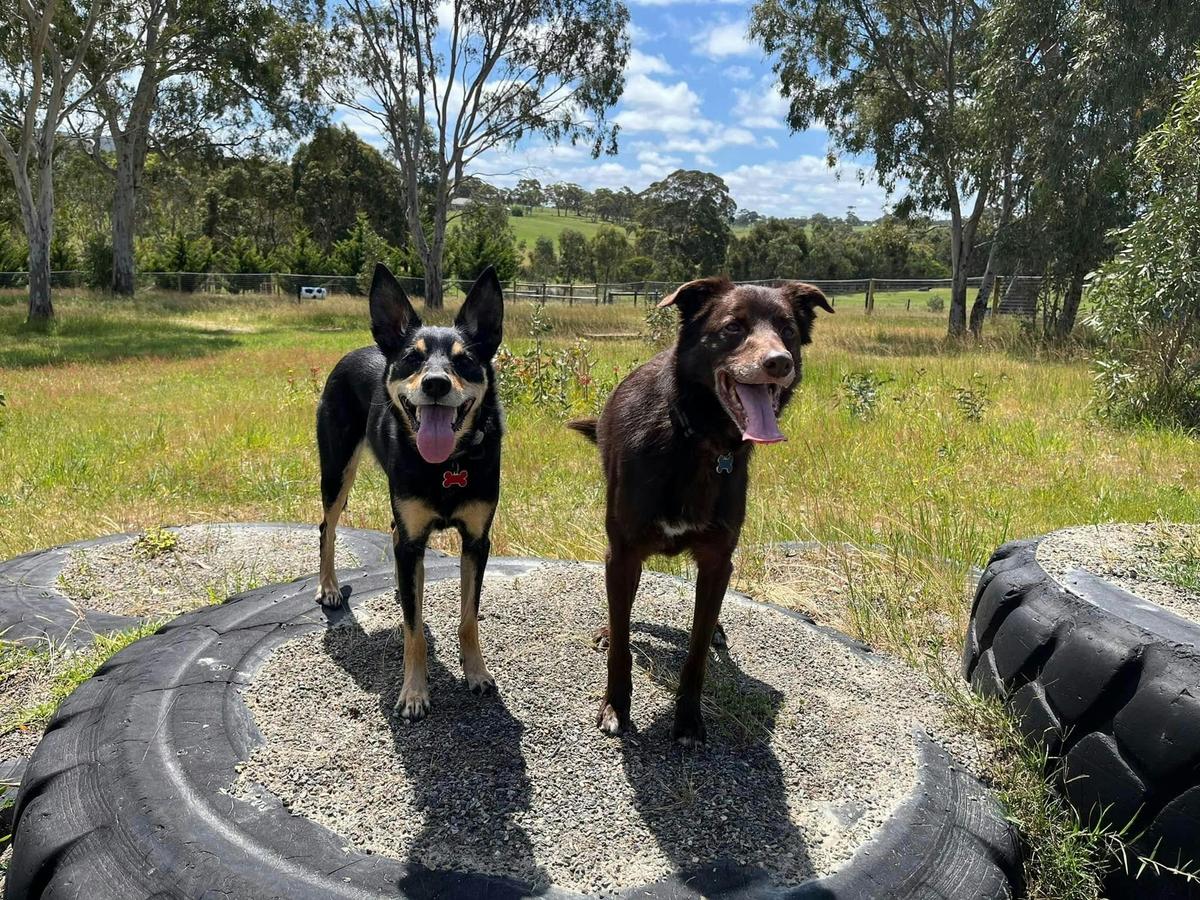dogs having fun