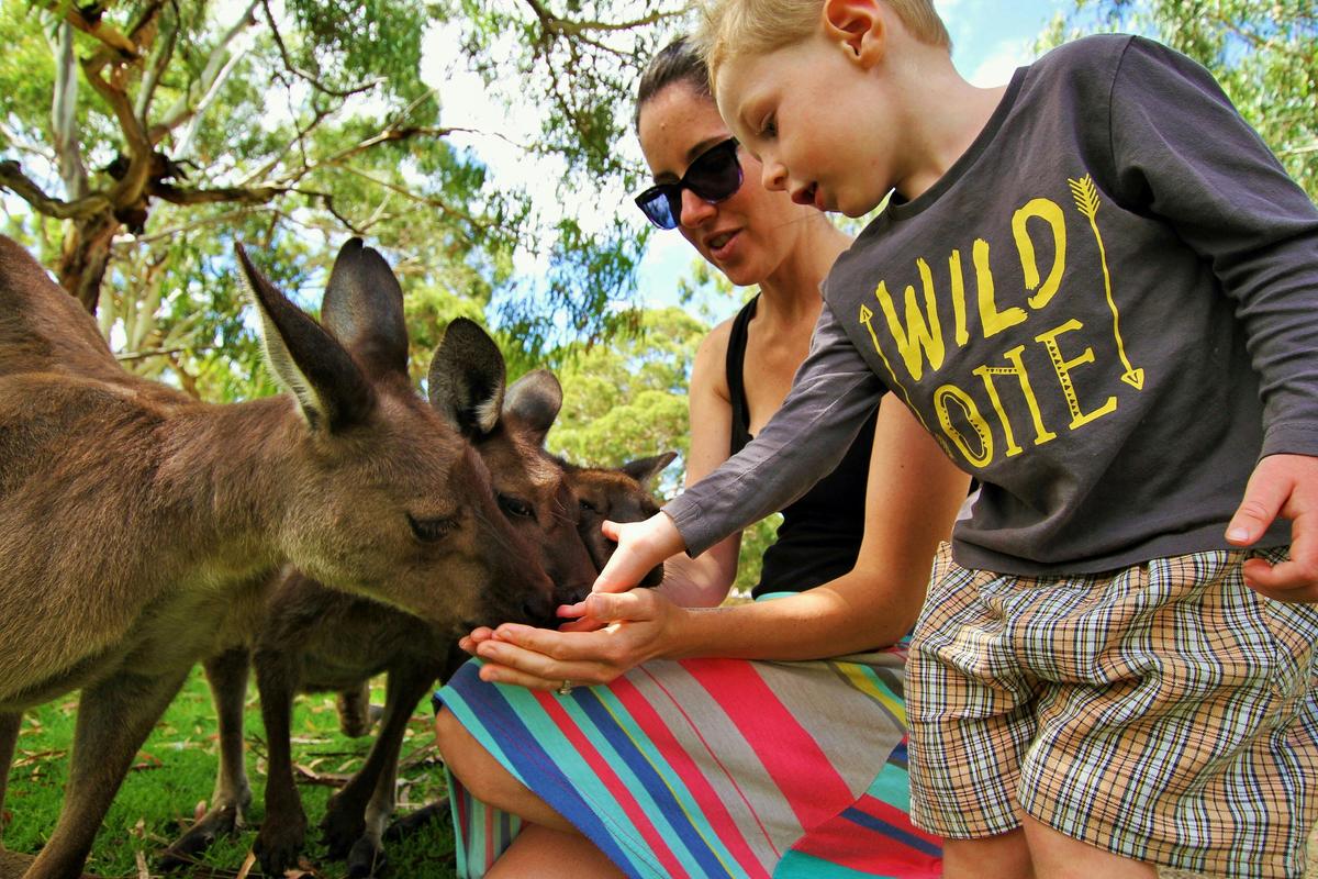 Feeding Kangaroos