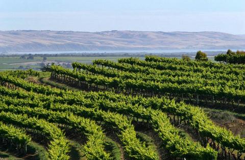 Signature McLaren Vale Private Wine Tour