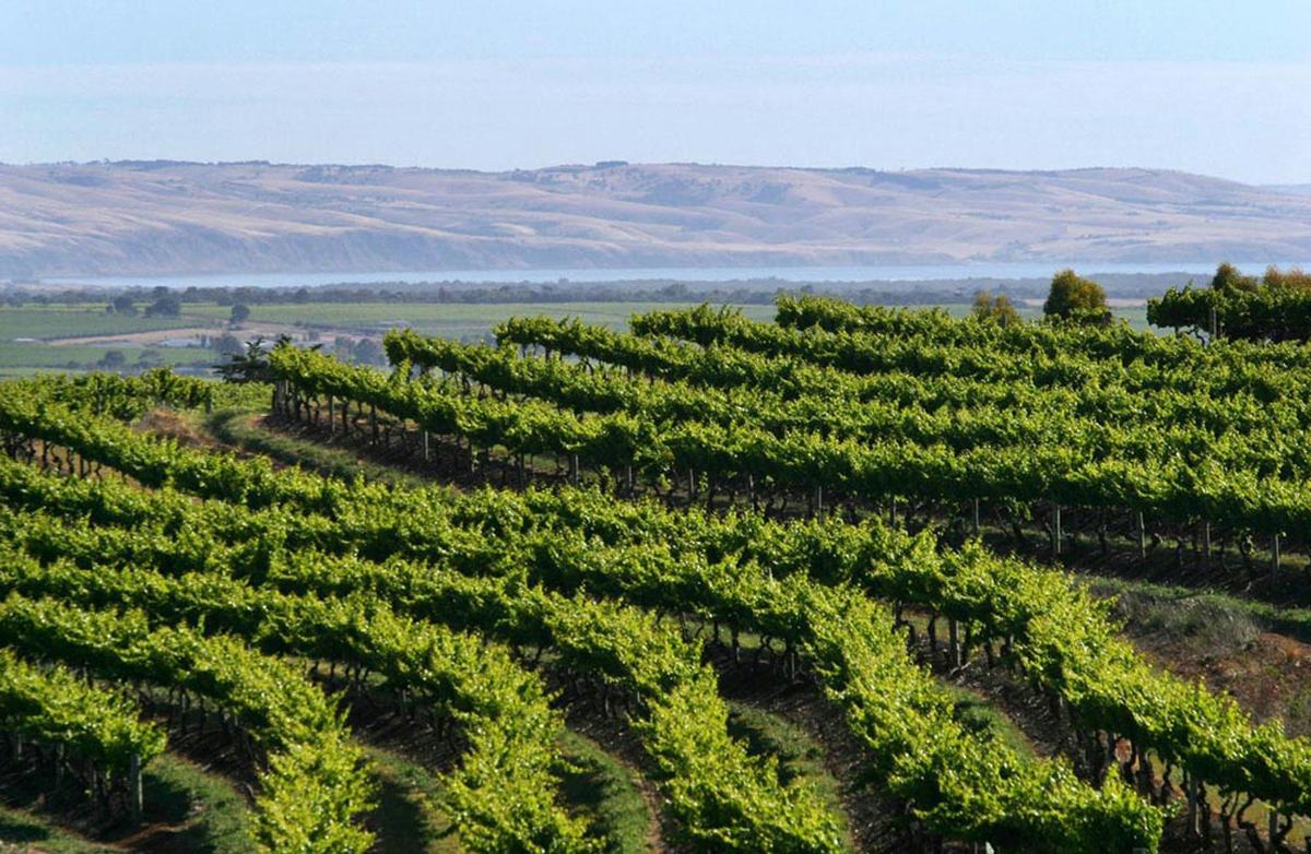 Signature McLaren Vale Private Wine Tour