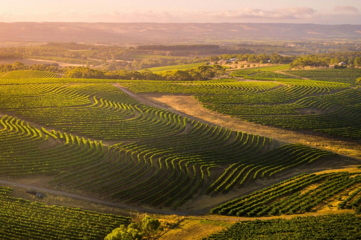 Signature McLaren Vale Private Wine Tour